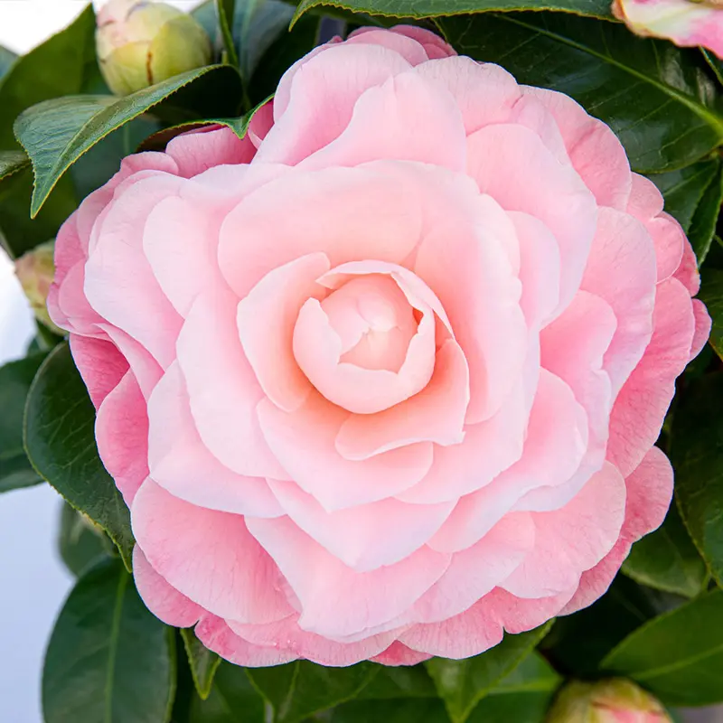 Камелия Нуччио Гем / Camellia JAP. Nuccio's Gem купить