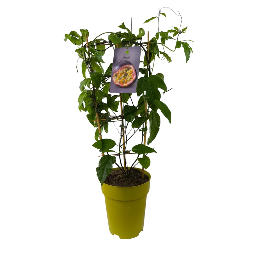 Маракуйя Эдулис / Passion fruit Edulis