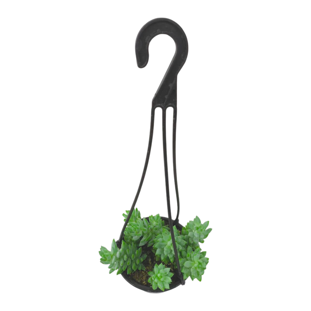 Гибрид седум х седеверия Гарри / Sedum х Sedeveria Harry купить