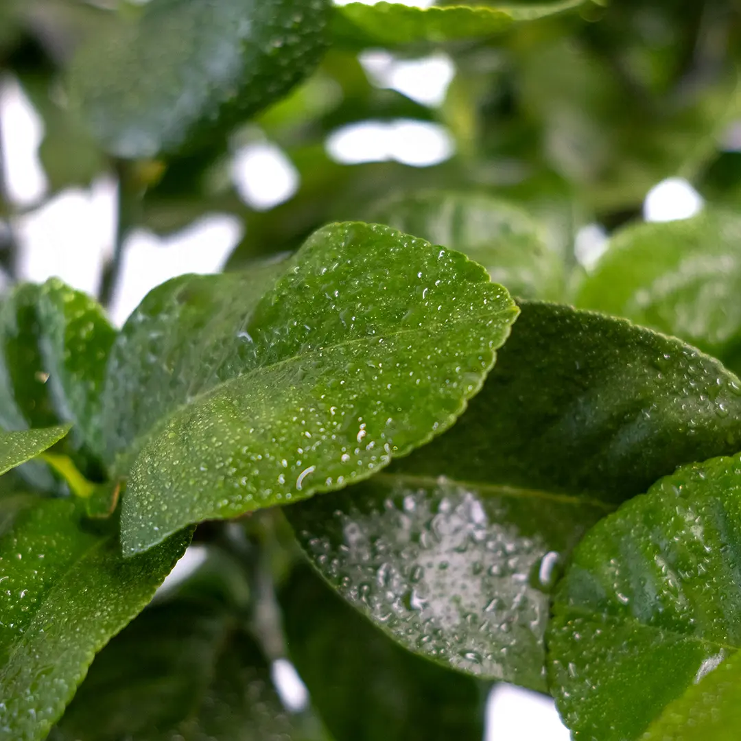 Бергамот Бергамотто / Bergamot Bergamotto — цитрусовое растение, детальное фото
