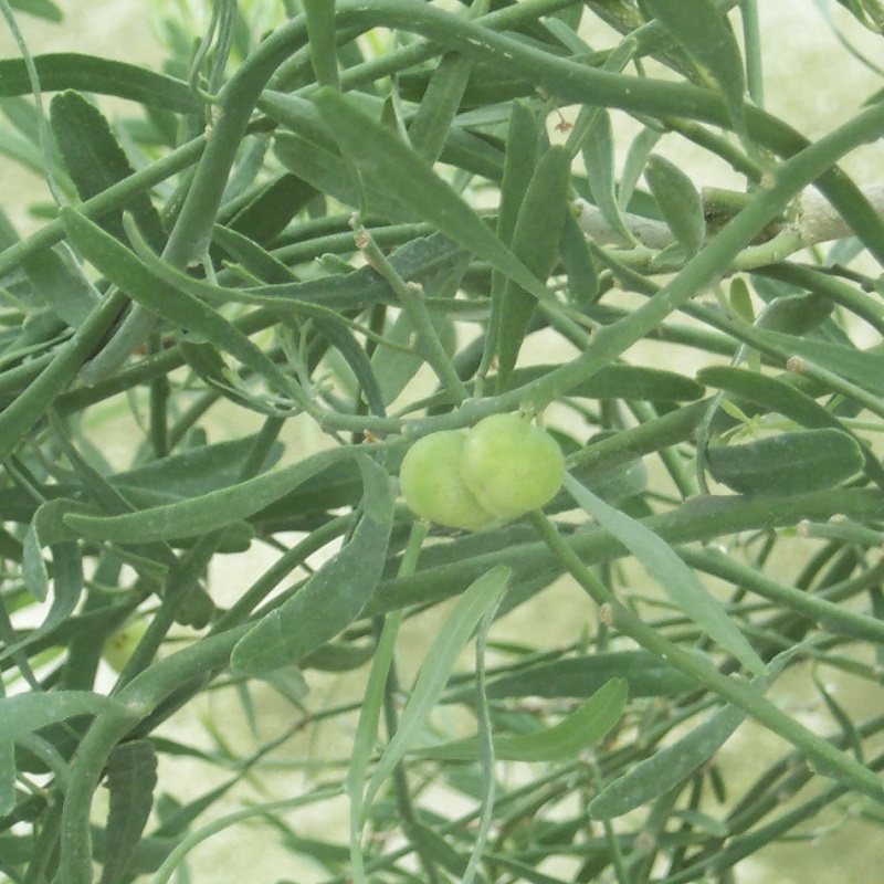 Микроцитрус "Глаука" / Пустынный лайм / Eremocitrus glauca — цитрусовое растение, детальное фото
