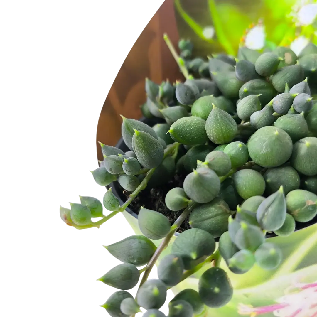 Крестовник Роули / Senecio Rowleyanus купить