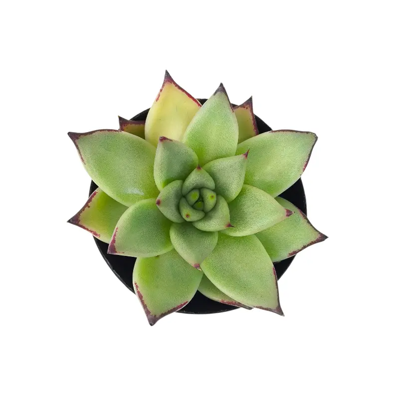Эхеверия Блэк Кристал / Echeveria Black Crystal купить