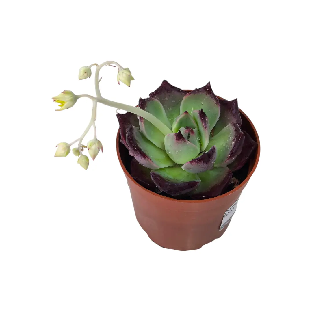 Эхеверия Агавовидная / Echeveria Agavoides купить