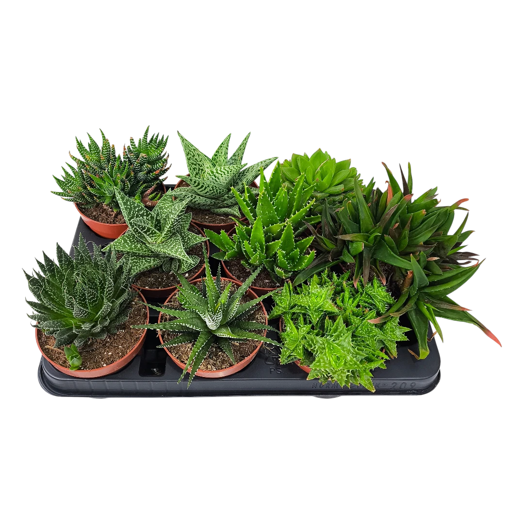 Алоэ Блэк Джем/ Aloe Black Gem купить
