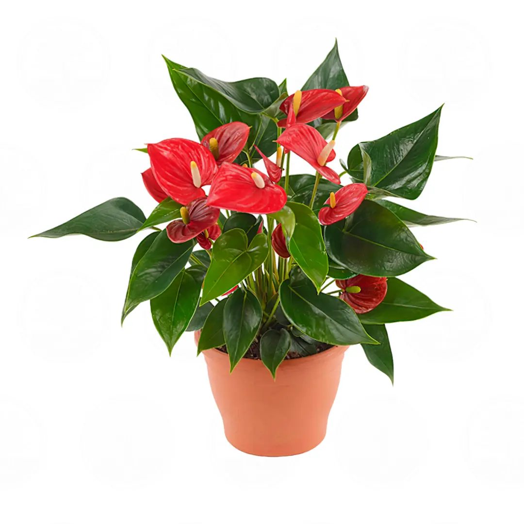 Антуриум Ариса Ред / Anthurium ARISA RED купить
