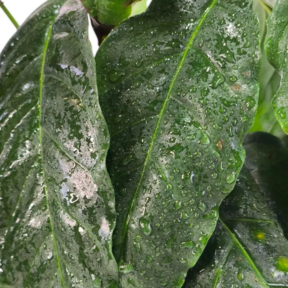Кофе Арабика Каттура / Coffee Arabica Caturra