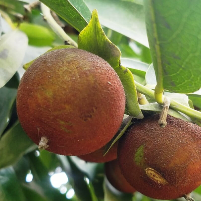 Сапота черная / Diospyros nigra