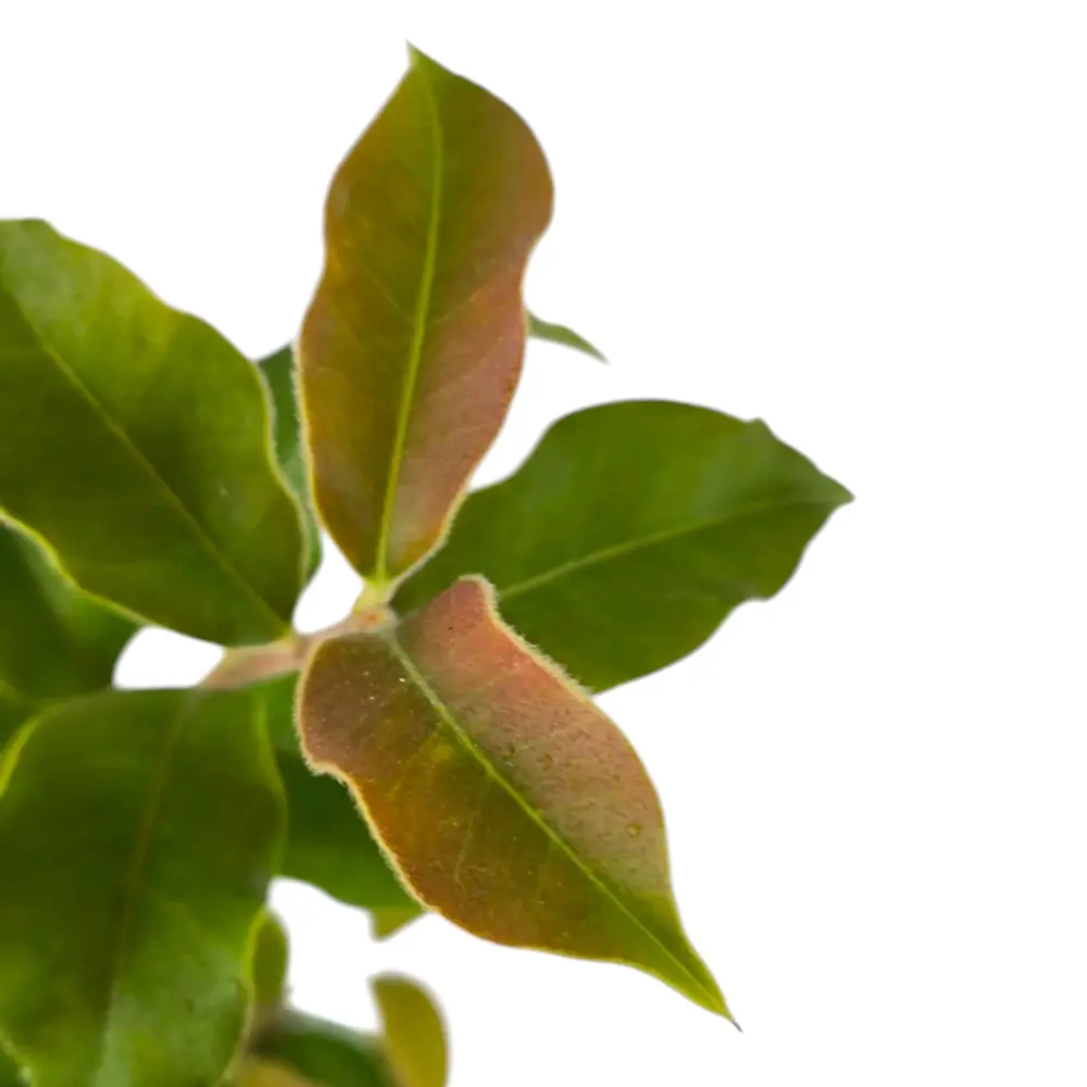 Мирциантес колючий / Myrcianthes pungens