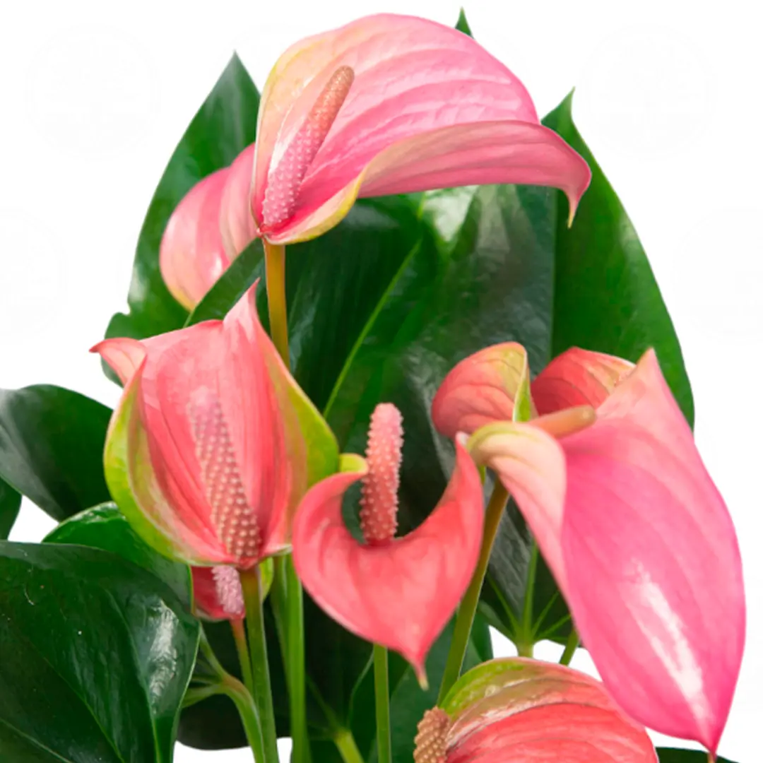 Антуриум Джоли / Anthurium JOLI купить