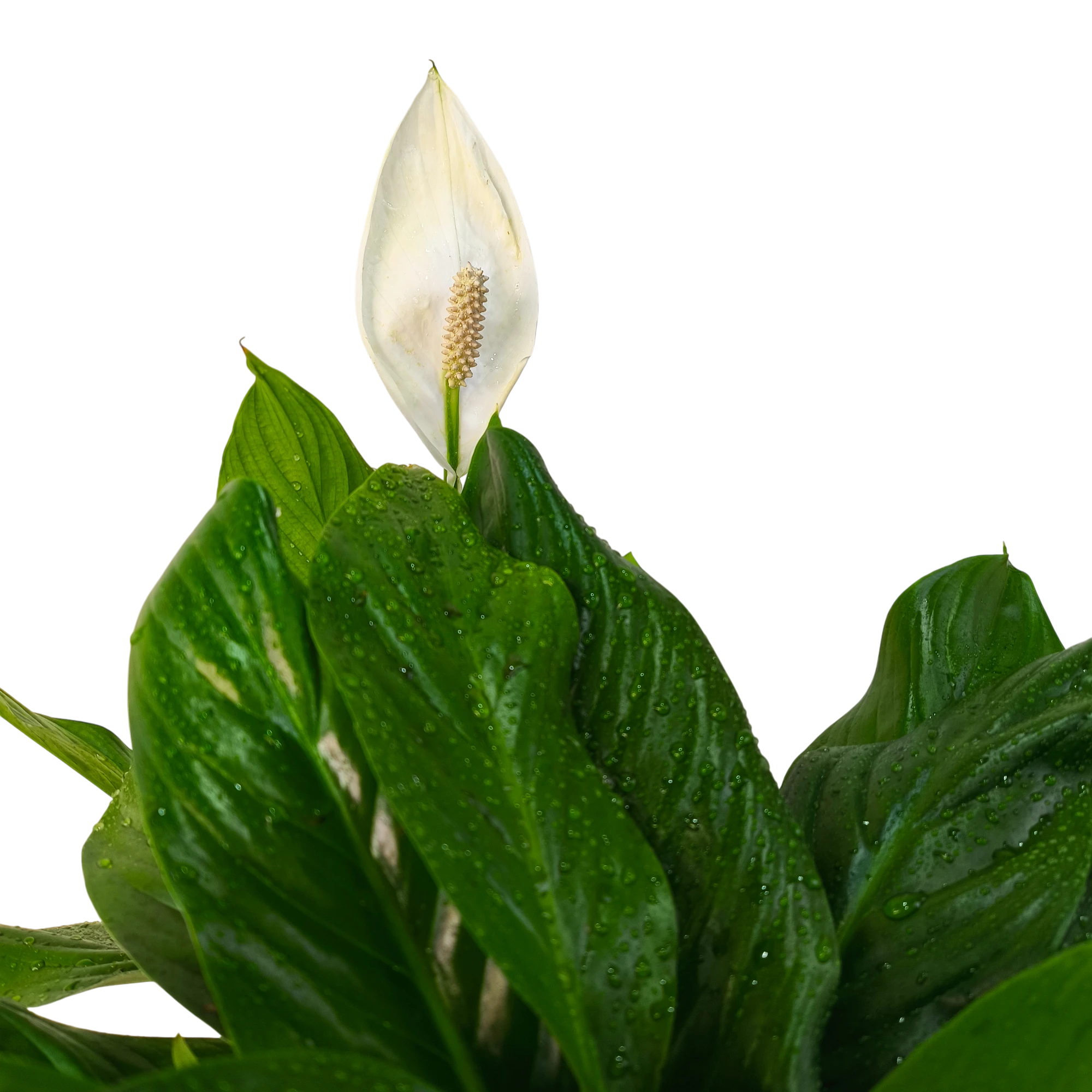 Спатифиллум / Spathiphyllum купить