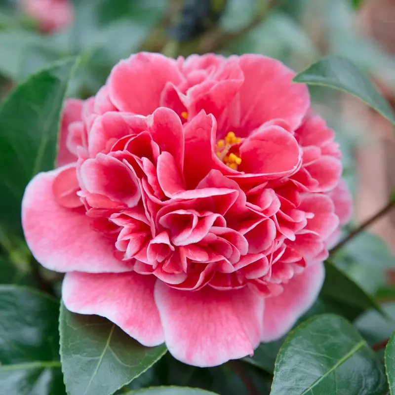 Камелия Волунтир / Camellia JAP. Volunteer купить