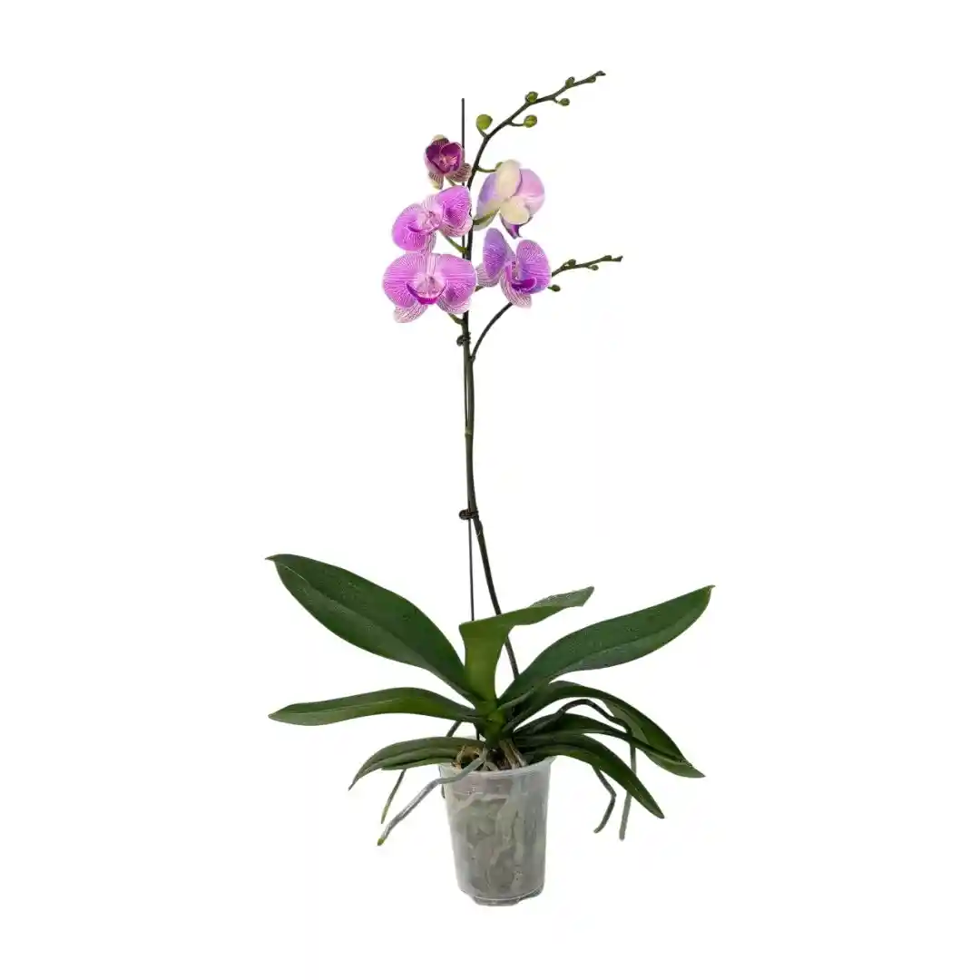 Фаленопсис Модерн / Phalaenopsis Modern 1 ств купить