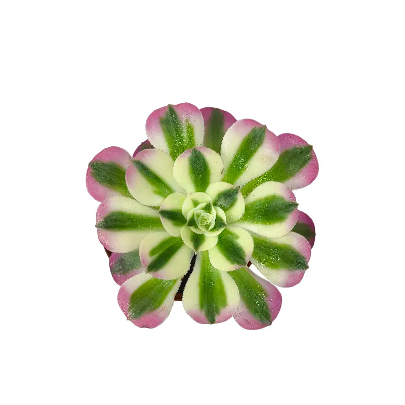 Эониум Пинк Витч вариегата / Aeonium Pink Witch Variegated Clustering купить