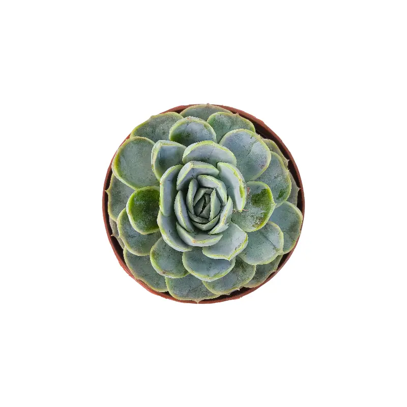 Эхеверия Блю Сюрпрайз / Echeveria Blue Surprise купить