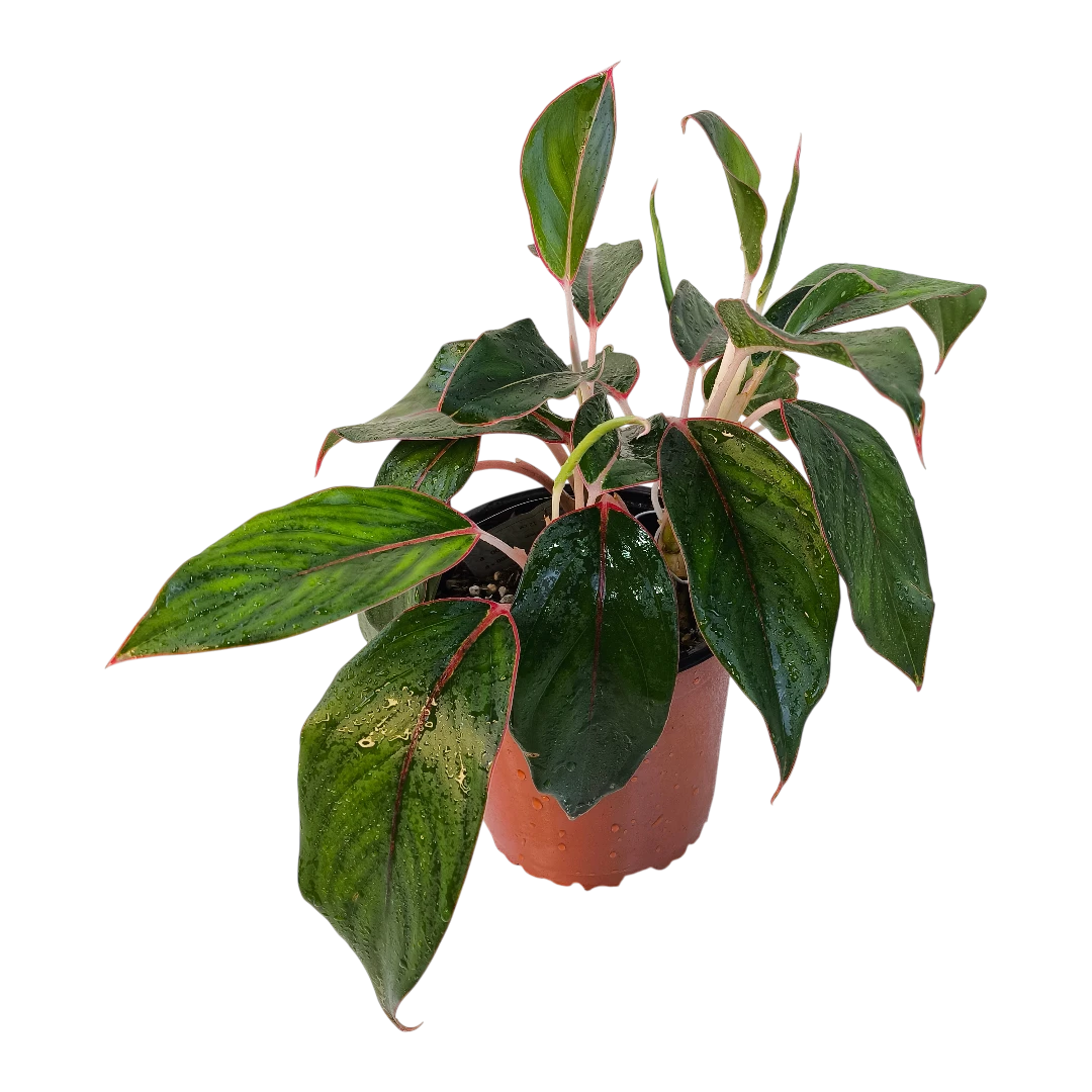 Аглаонема Сапфир / Aglaonema Sapphire, Sapphire Suzanne купить