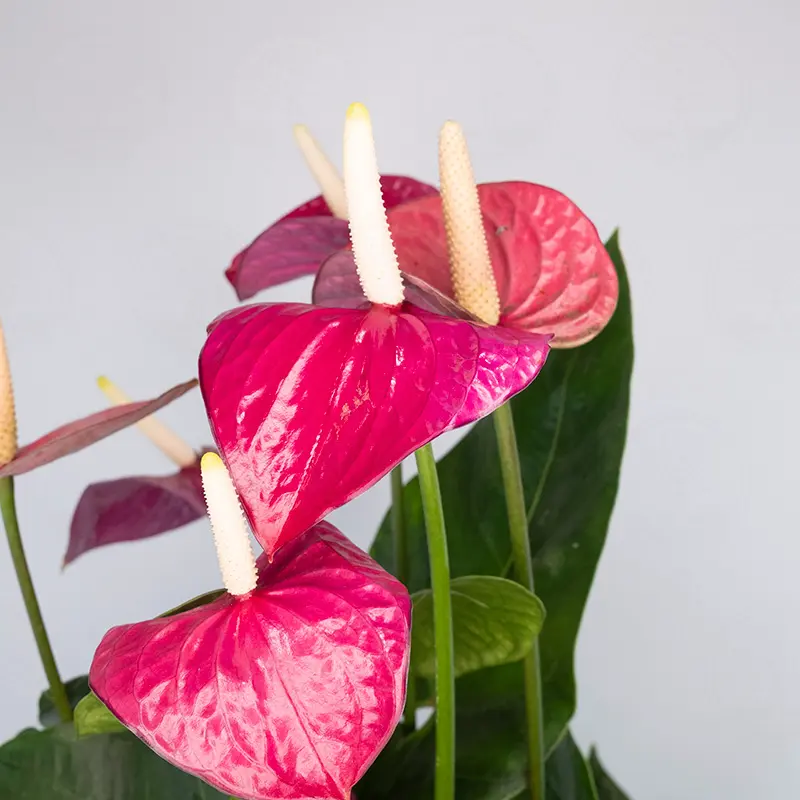 Антуриум Вайлет Харт / Anthurium Violet Heart купить