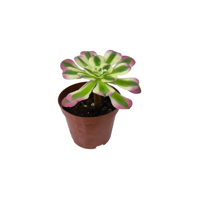 Эониум Пинк Витч вариегата / Aeonium Pink Witch Variegated Clustering купить