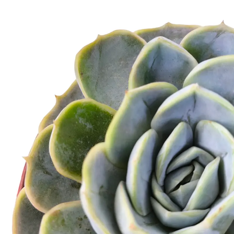 Эхеверия Блю Сюрпрайз / Echeveria Blue Surprise купить
