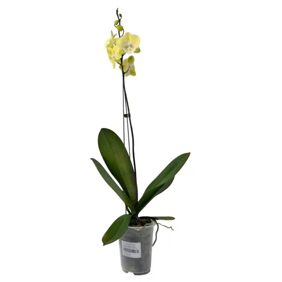 Фаленопсис Король Обезьян / Phalaenopsis 'Monkey King' 1 ств купить