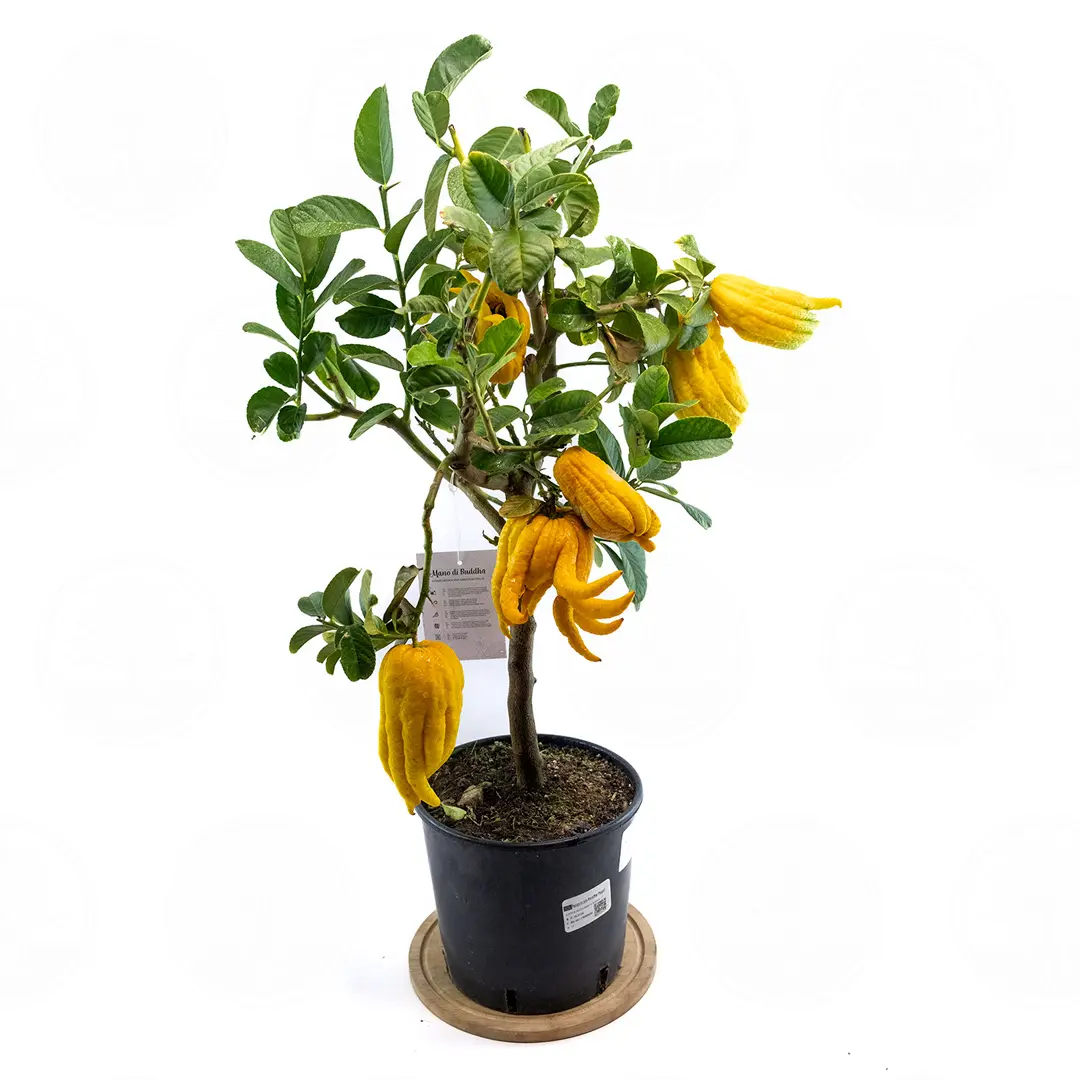 Цитрон Рука Будды / Citrus medica Digitata — цитрусовое растение, детальное фото
