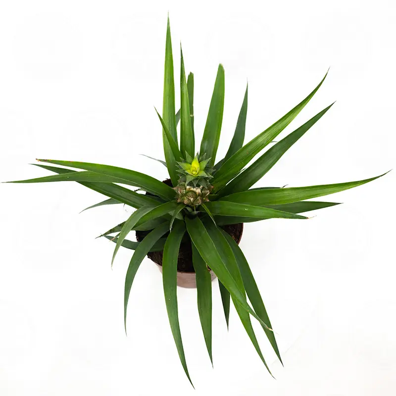 Ананас / Ananas