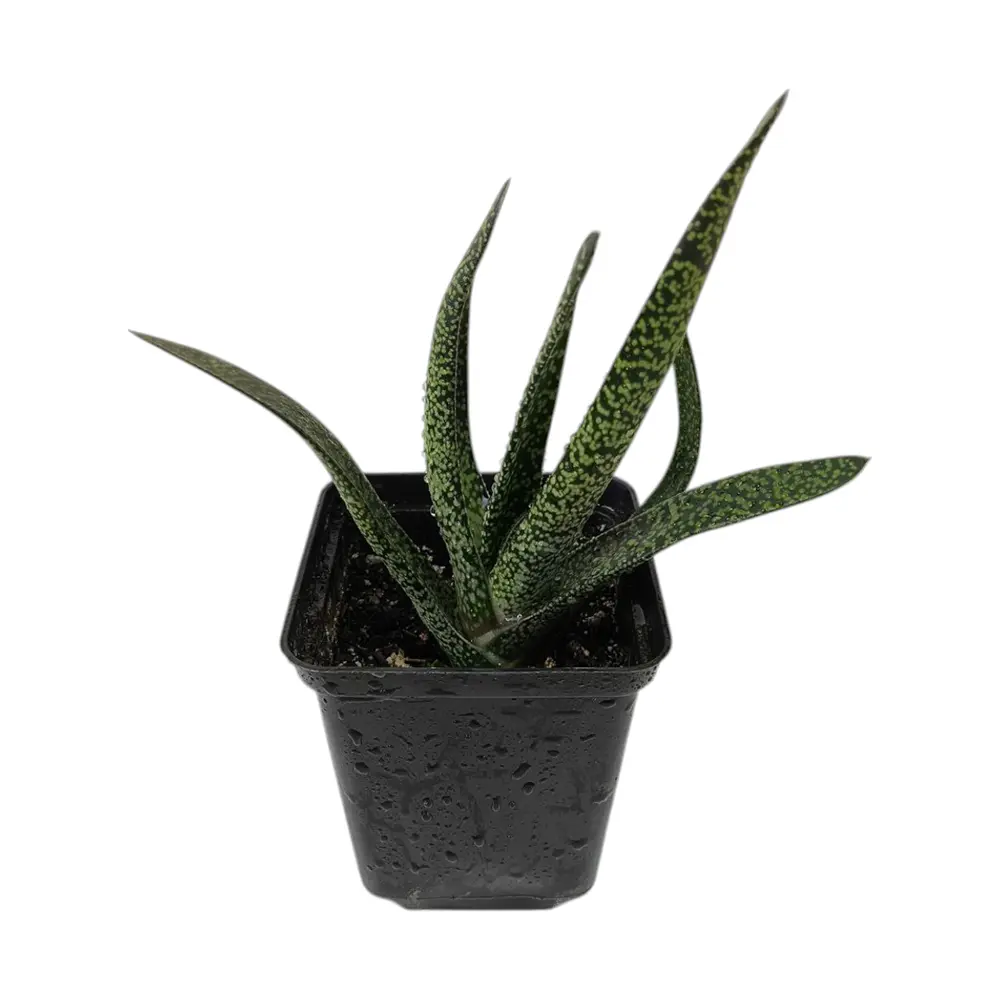 Гастерия / gasteria maculata купить
