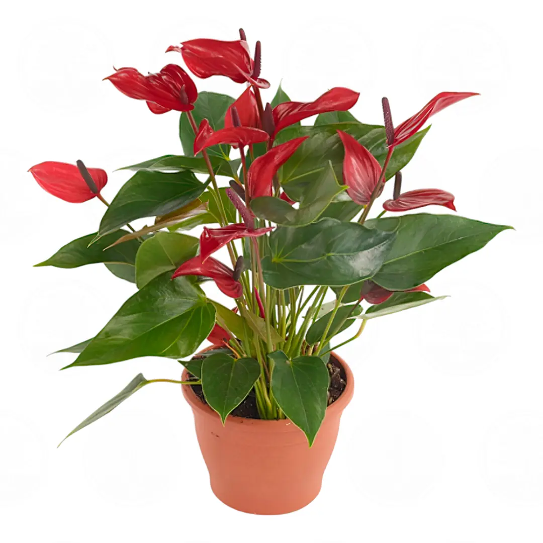 Антуриум Бандерола Лава / Anthurium BANDEROLA LAVA купить