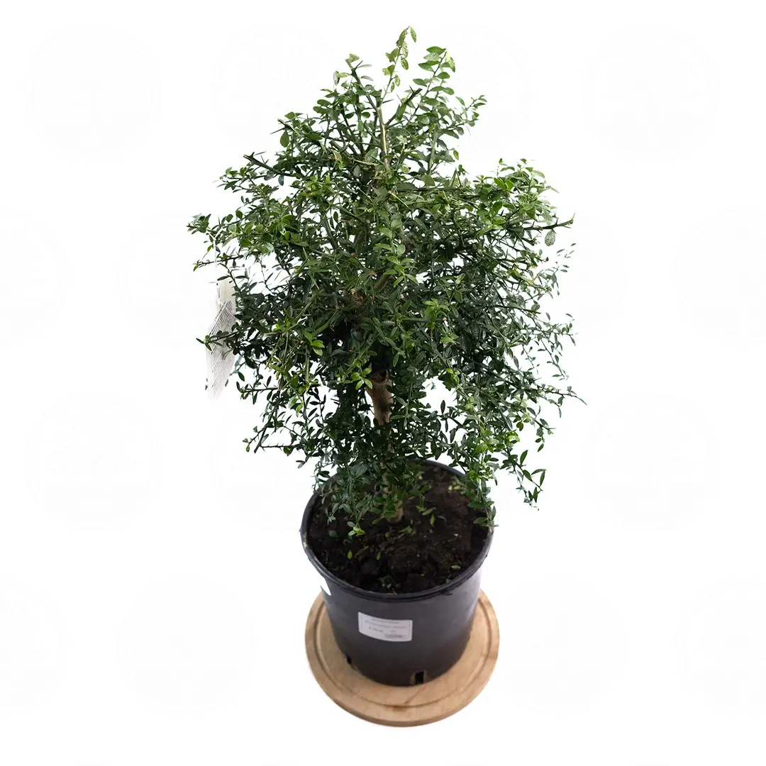 Микроцитрус Верде / Microcitrus Verde — цитрусовое растение, детальное фото
