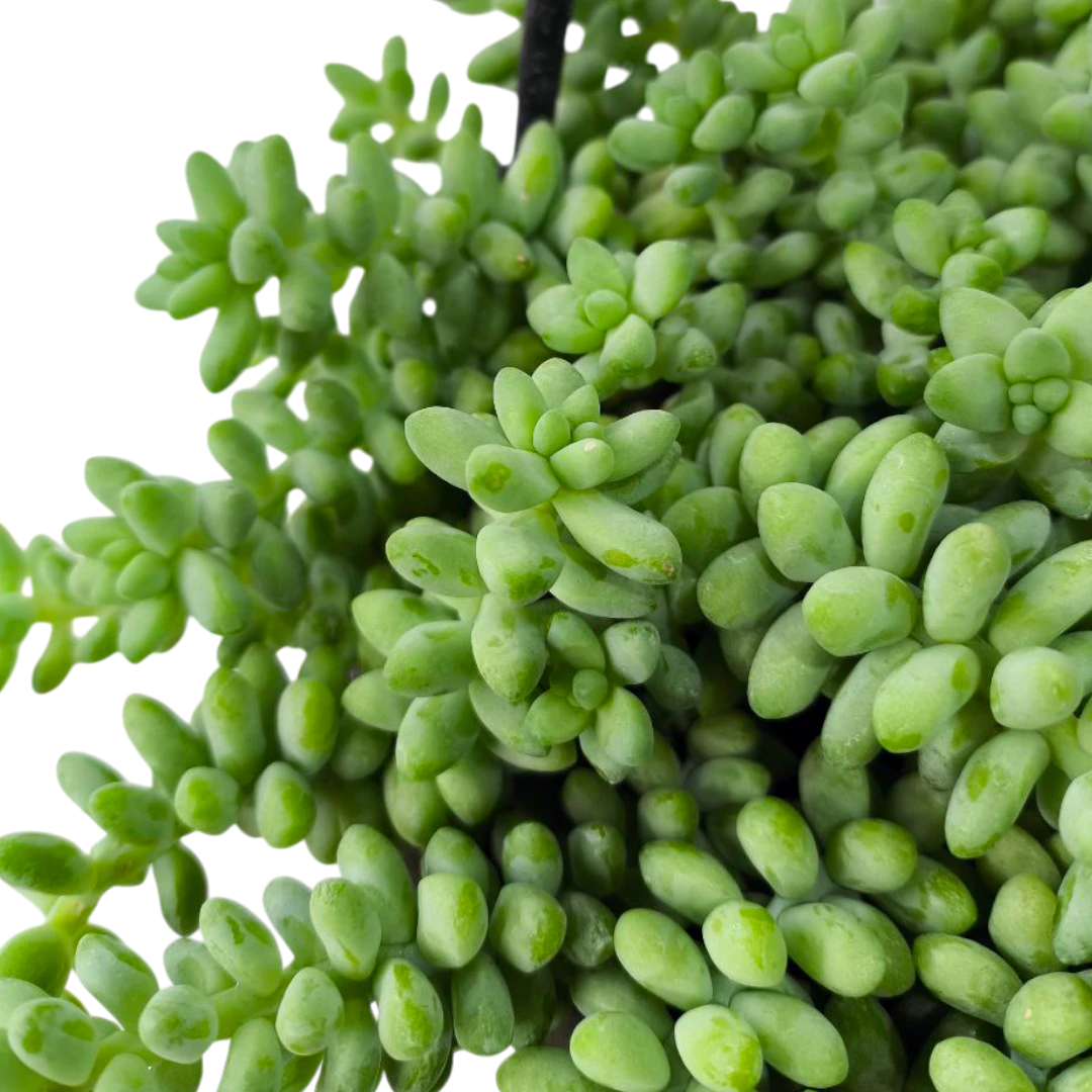 Седум "Буррито" / Sedum "Burrito" купить