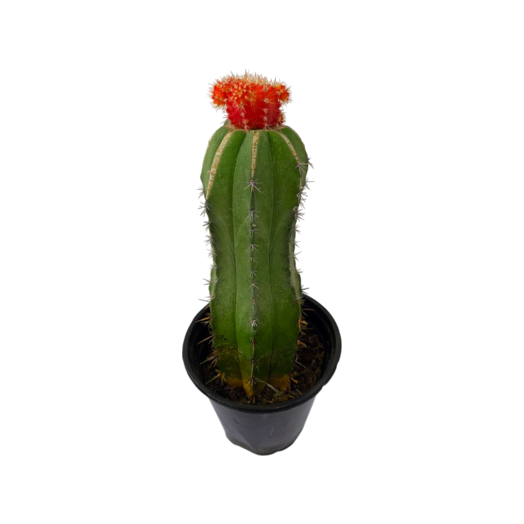 Гимнокалициум Фридриха / Gymnocalycium Friedrichii купить