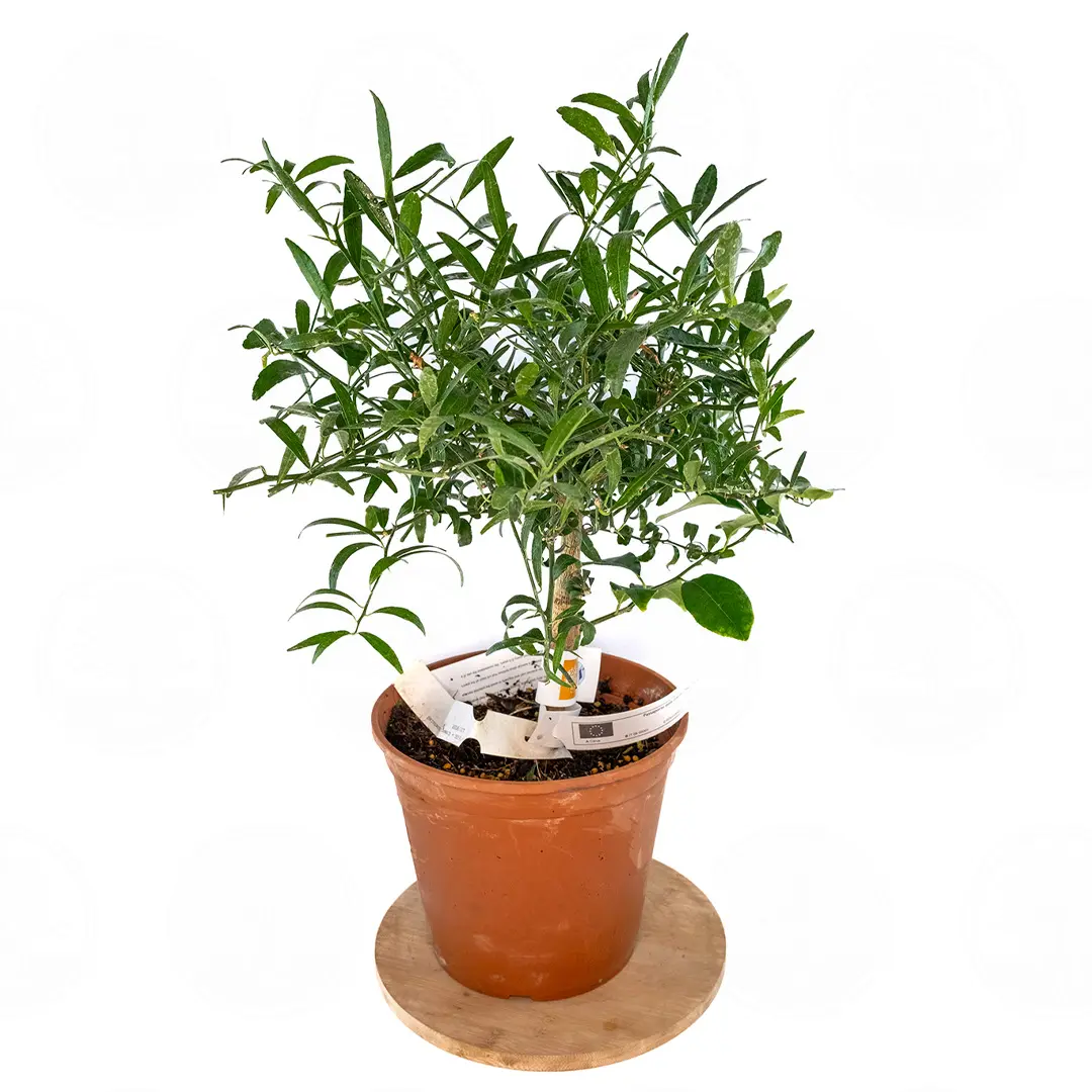 Микроцитрус Эреморанж / Microcitrus Eremоrange — цитрусовое растение, детальное фото
