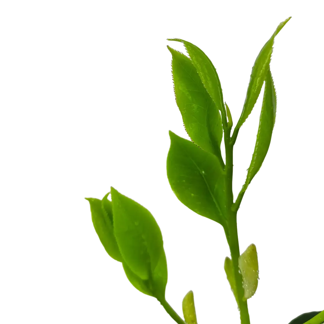 Камелия японская Брашфилд Йелль / Camellia Brushfield Yell купить