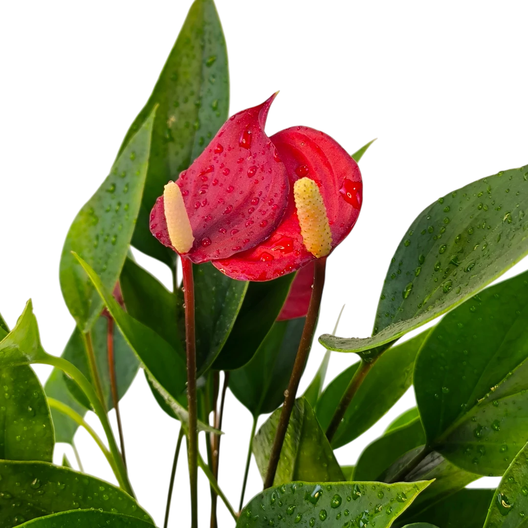 Антуриум Андреанум Триллионс Рэд / Anthurium Andreanum Trillion Red купить