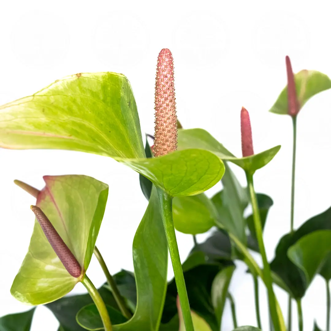 Антуриум Бэйсик лайн микс / Anthurium Basic line mix купить