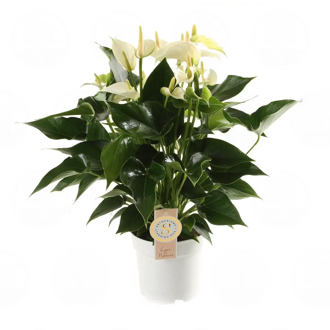 Антуриум Вайт Чампион / Anthurium WHITE CHAMPION купить