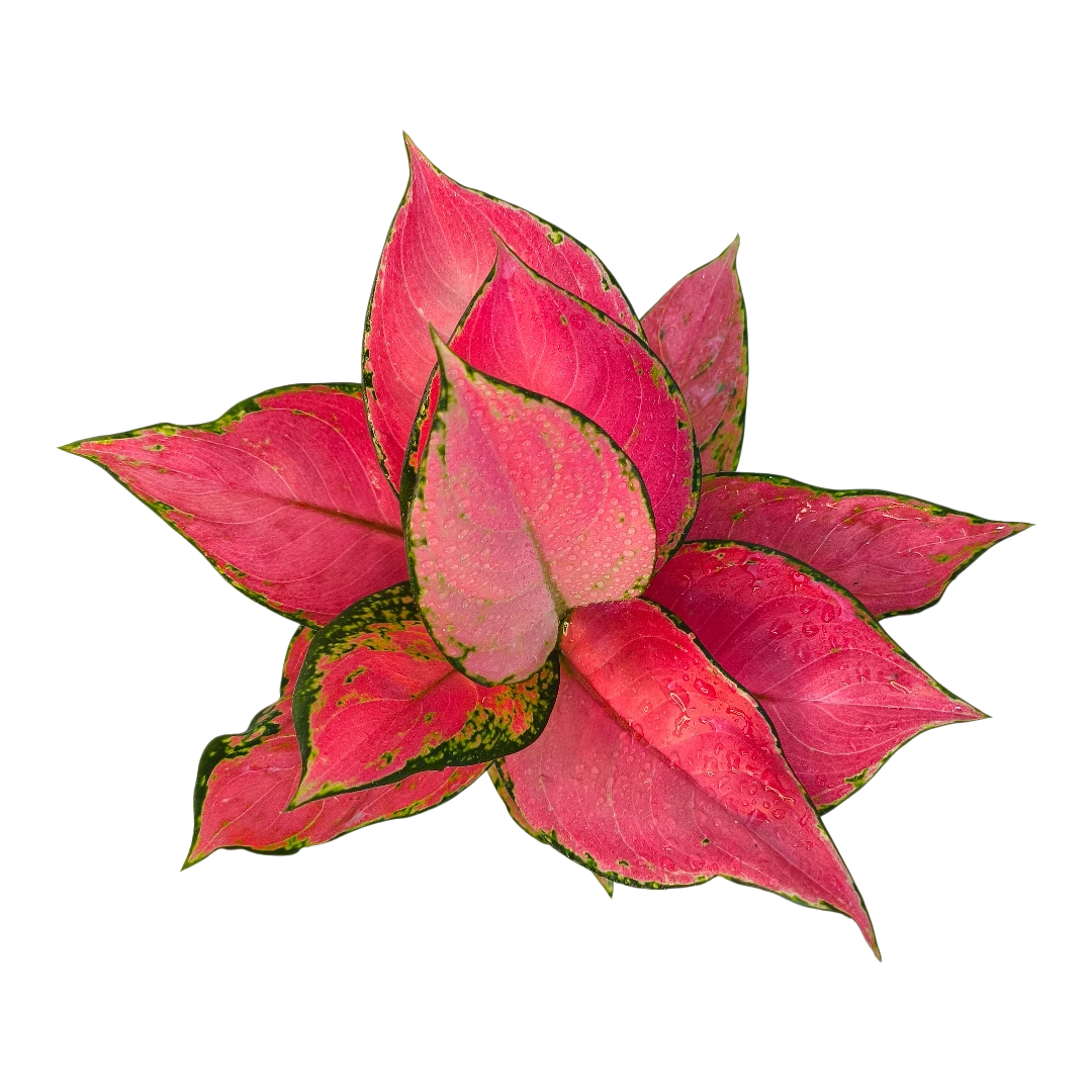 Аглаонема Джили Ред / Aglaonema Jili Red купить