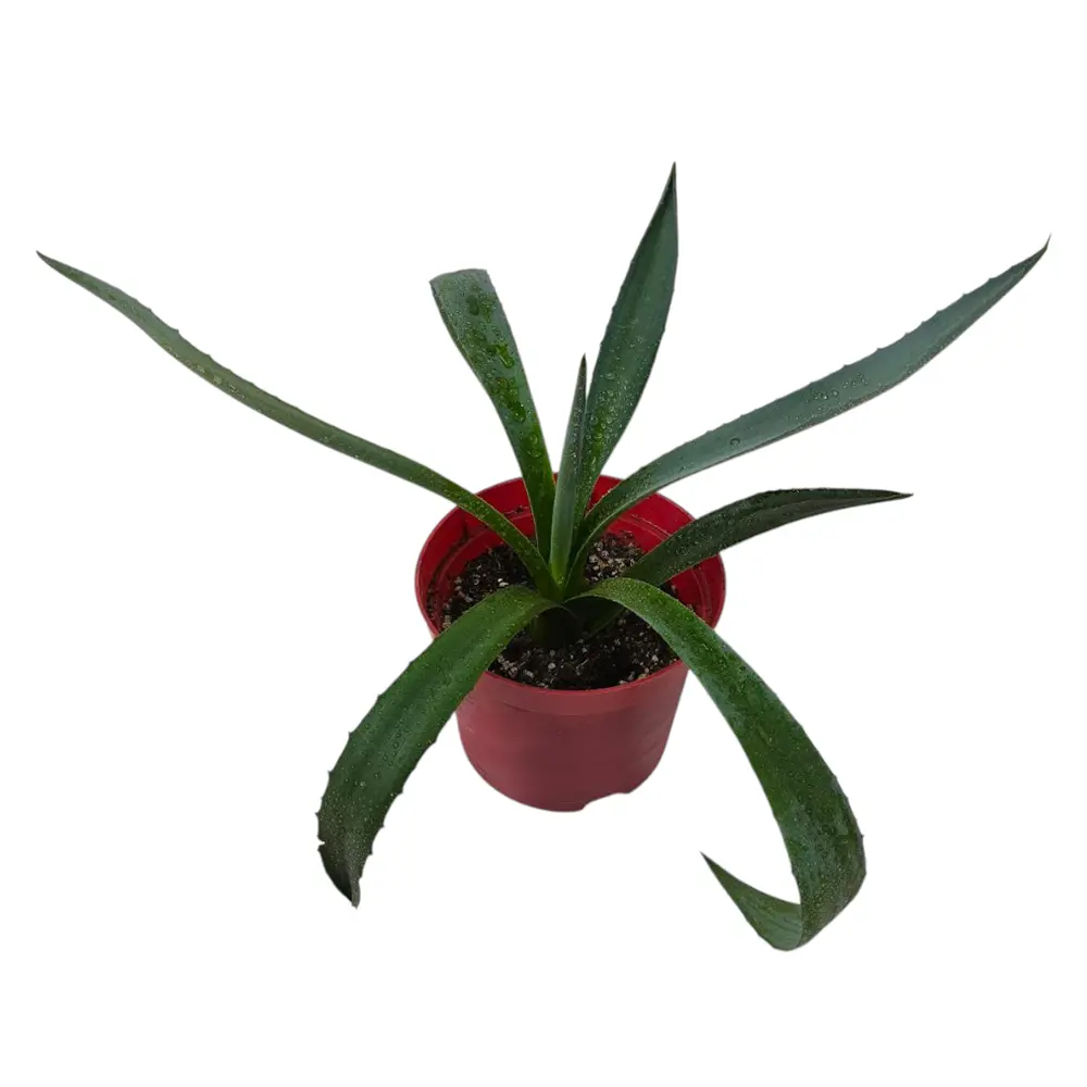 Алоэ Хелен / Aloe helenae купить