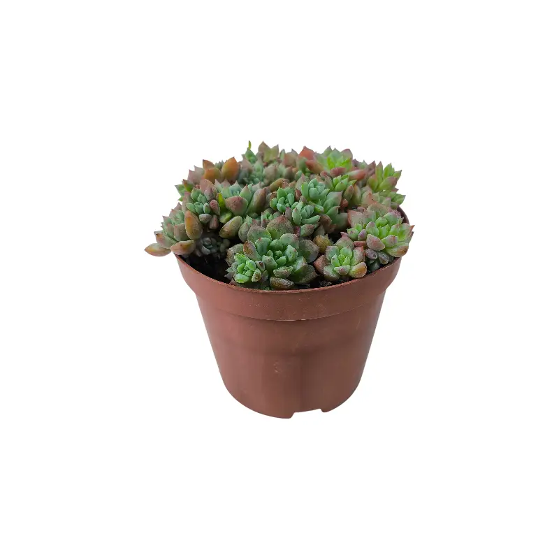 Эхеверия Фрости / Echeveria pulvinata Frosty купить