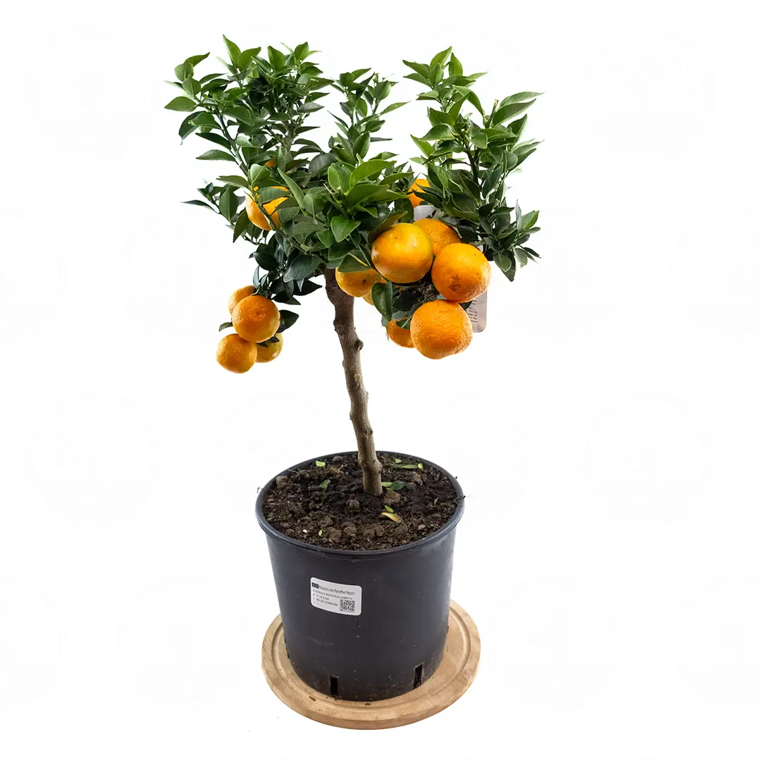 Померанец Чинотто, Кинотто / Bitter Orange Chinotto — цитрусовое растение, детальное фото
