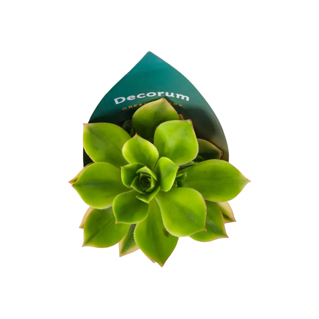 Эониум Старберст / Aeonium Starburst купить