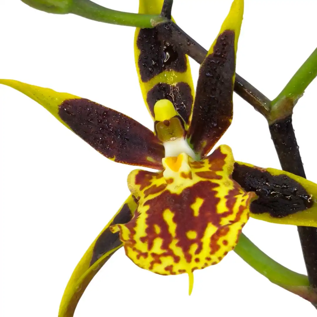 Онцидиум Галлий / Oncidium Hallii купить