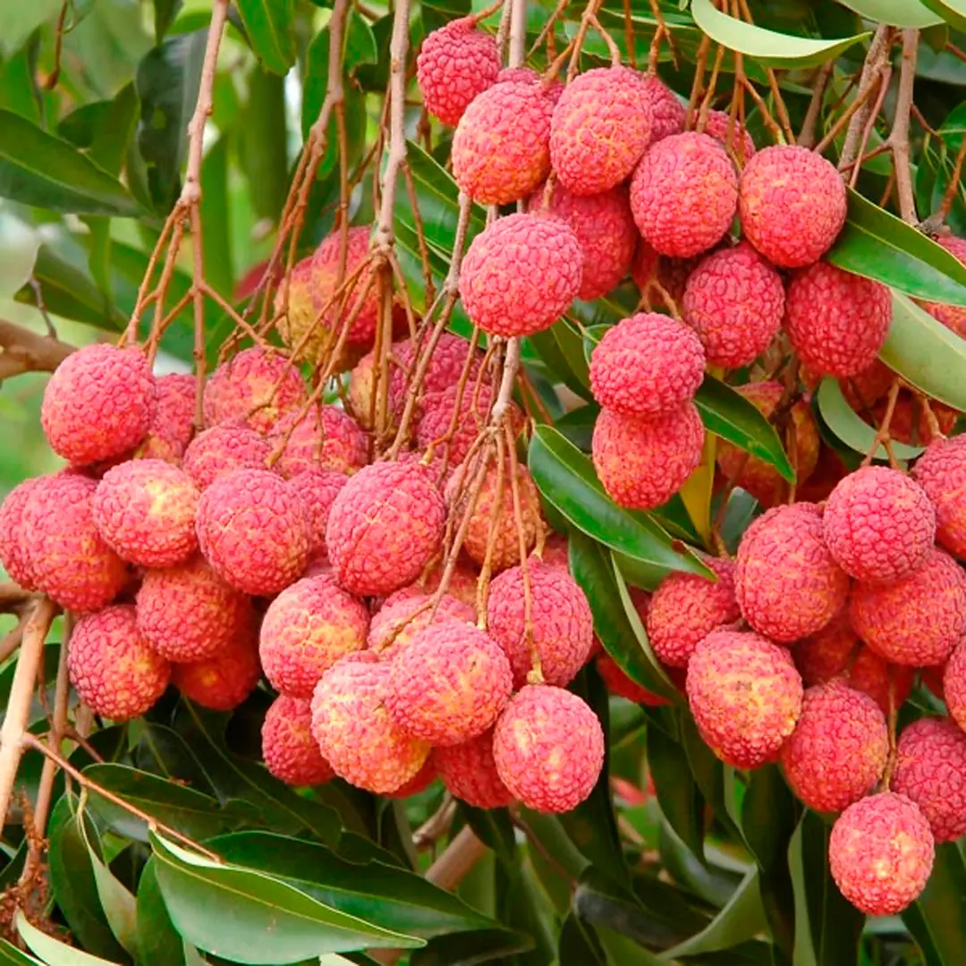 Личи Квай май пинк / Litchi Kway my pink