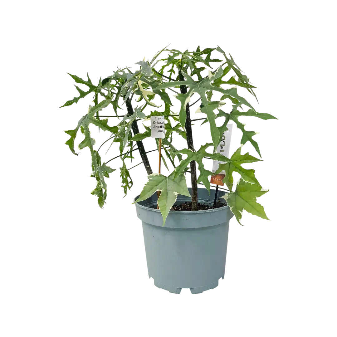 Книдосколус аконитолистный варегатный / Cnidoscolus aconitifolius variegated