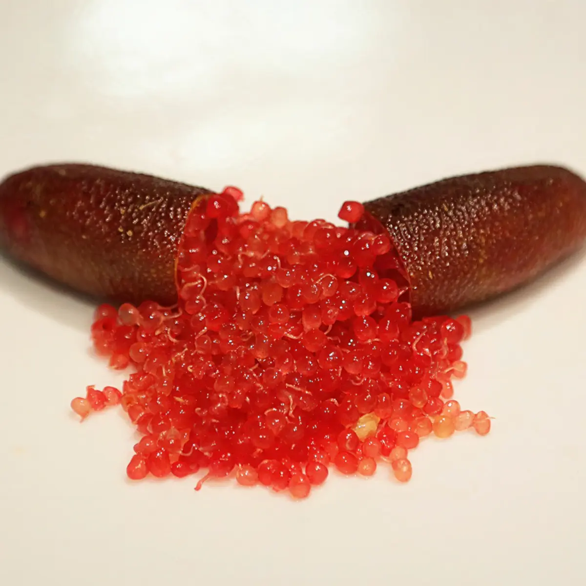 Микроцитрус Кримсон Тайд / Microcitrus Crimson Tide — цитрусовое растение, детальное фото
