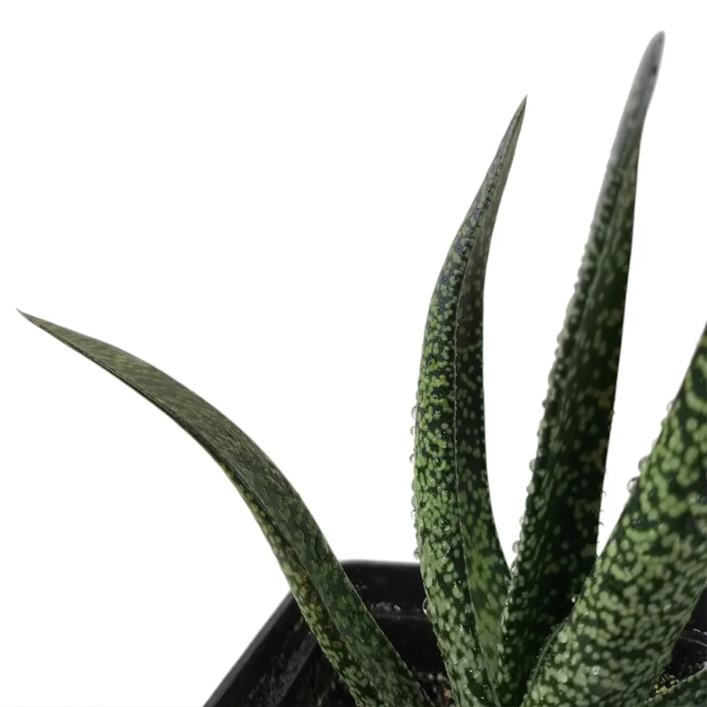 Гастерия / gasteria maculata купить