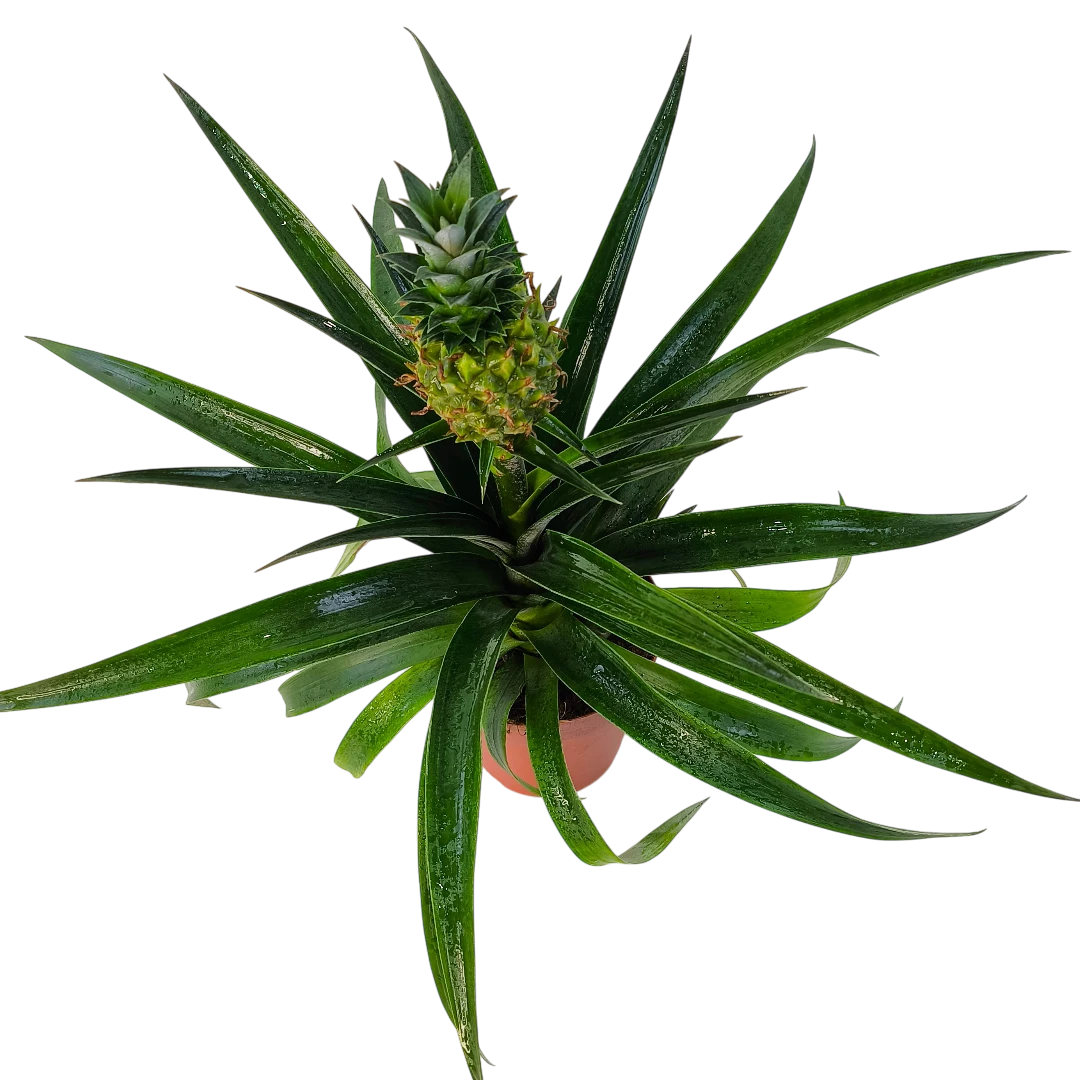 Ананас Ми Амиго / Ananas Mi Amigo