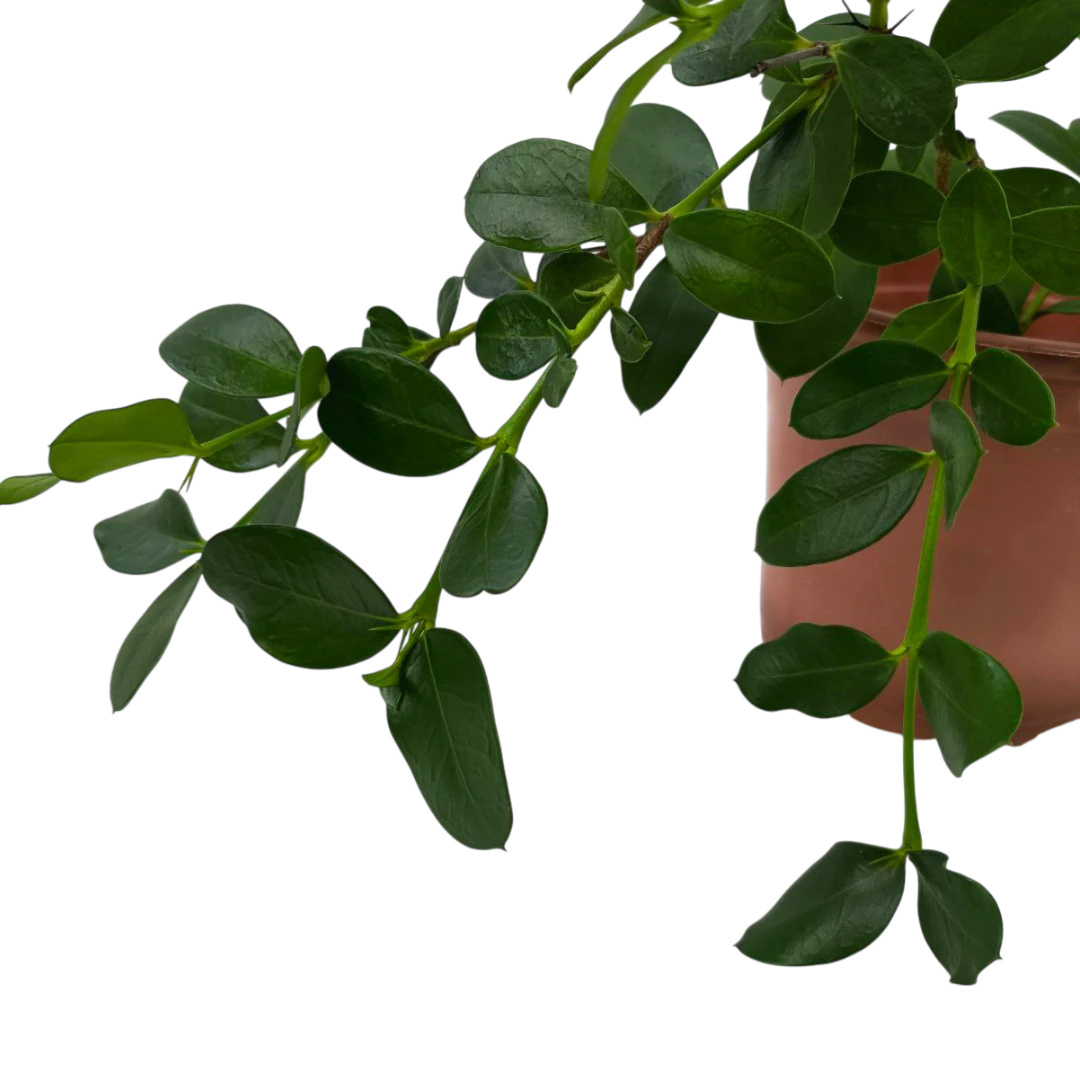Карисса почвопокровная / carissa prostrata