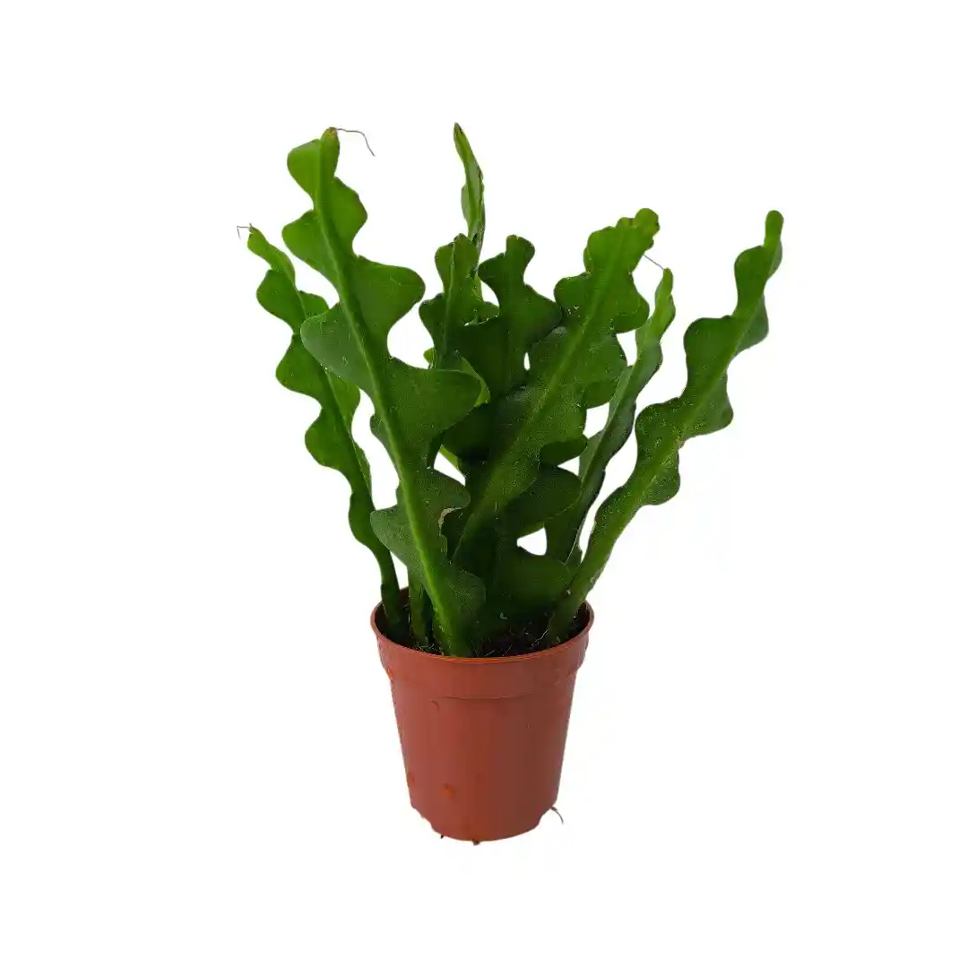 Эпифиллум Ангулигер / Disocactus anguliger, Epiphyllum Аnguliger купить