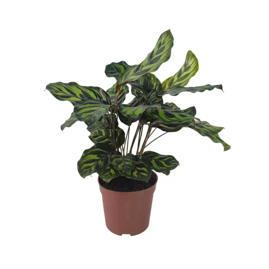 Калатея Макояна/ Calathea Makoyana купить